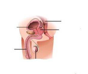 Povečano železo prostate